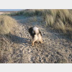 Strand im Winter, Hundeparadies ohne Leinenzwang