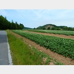 9 - blhende Kartoffelfelder am Elberadweg bei Reppina